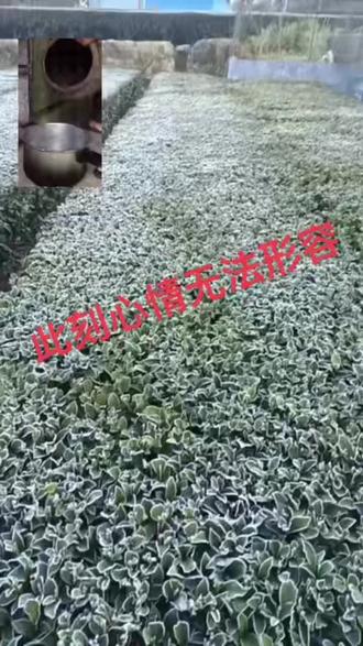连续两天大白霜冻茶叶都不用炒就熟囖