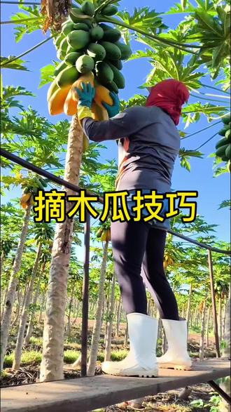 采摘木瓜居然藏着这么多门道