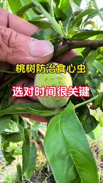 桃树防治食心虫,选对时间很关键,#桃树种植 #桃树管理 #食心虫 #桃树