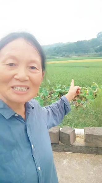 你吃过再生稻大米吗?#常规稻#再生稻