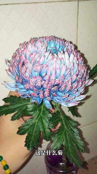 分享18种菊花品种,你喜欢哪几种#菊花 #赏花 #养花 #赏菊 #花卉