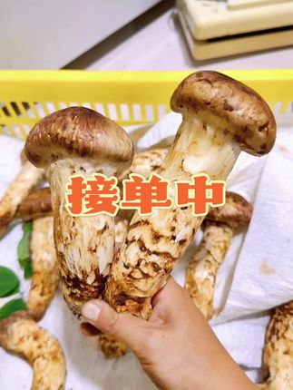 接单中品质以内15到20厘米之间小黄车现货#松茸#汇丰土特产 #抖音美食推荐官 #6000亿流量