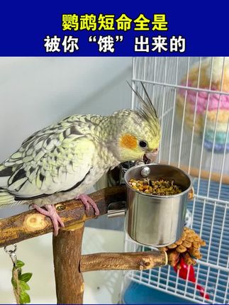 鹦鹉短命全是被你饿出来的#鹦鹉 #鹦鹉滋养丸 #鹦鹉鹦鹉萌萌哒逗鹦鹉