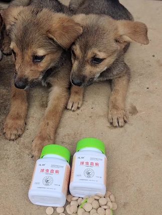 #不养狗不知道养狗的乐趣 #狗狗的心思都写在脸上了 #狗子的迷惑行为 #毛孩子可以治愈各种不快乐 #新手养狗