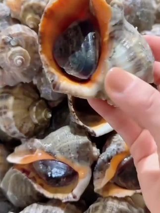 #强烈推荐 #海螺 #超便宜超划算 #妈呀太香了