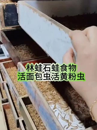 石蛙林蛙吃什么?石蛙林蛙食物是什么?蛙类型只吃活的,不吃死的,它们的食物来源就是飞虫,大型石蛙林蛙养殖场主食就是喂活面包虫活黄粉虫#石蛙养殖 #石蛙食物 #林蛙 #面包虫 #黄粉虫