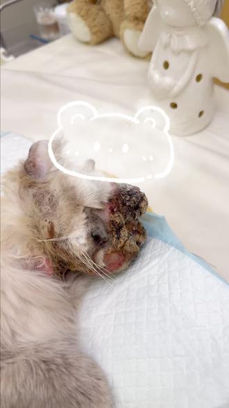 第一次见长肉球的猫,心都碎了#宠物知识 #上海陪伴记宠物生命纪念馆 #宠物殡葬 #宠物火化 #宠物善终