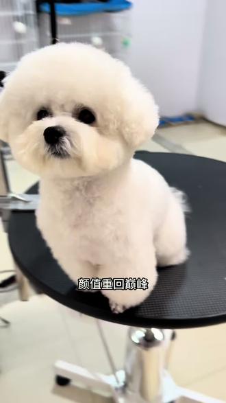 专犬专用低刺激,敏感体质也可以🐶#养宠好物分享 #海博尼#宠物洗护 #它博会 #宠物香波