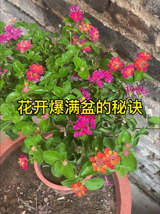半死不活的花洒点它,花开爆满盆!一小勺兑水,啥都能养,一周浇一次,试试!#养花小知识 #花卉绿植 #园艺 #爱生活爱养花 #盆栽