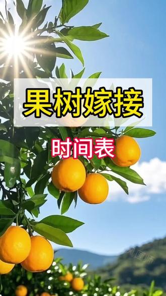 果树嫁接,什么时候嫁接最好#嫁接技术 #嫁接时间#果树嫁接
