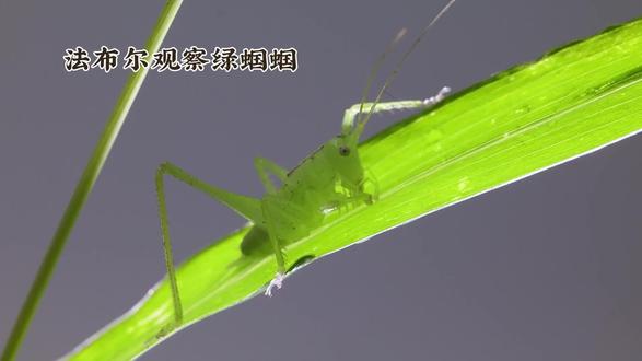 《昆虫记》中的绿蝈蝈#有趣的知识又增长了 #奇妙的动物 #文学常识积累 #一般人不告诉他 #你能叫出它的名字吗