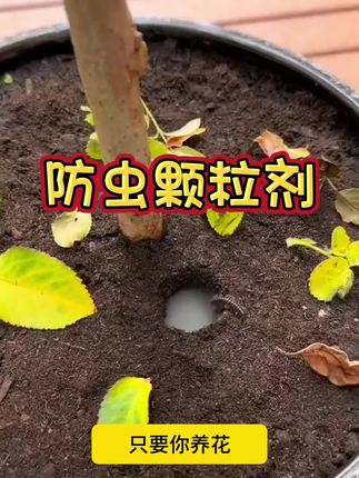 养花人看过来!一勺搞定花盆虫害烦恼!养花最愁的就是土里的小虫子和虫卵?土里爬的、叶子上飞的,看着就闹心!其实不用慌,教你一招~只要往花盆里撒一勺防虫颗粒,埋进土里或撒在表面浇水时就会被植物吸收,像植物上的蚜虫、小黑飞、红蜘蛛这些常见虫害,连虫带卵一起解决,家里养花从此干干净净,再也不用盯着叶片找虫了,新手也能轻松养好花,快给你家的绿植安排上吧..!#花卉绿植 #防虫小白药 #养花小知识