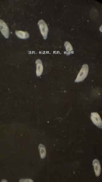活的,长这样,死的,长这样 24天精检背后的科学#海水鱼 #海水鱼珊瑚 #海缸 #海缸日记 #海水鱼检疫