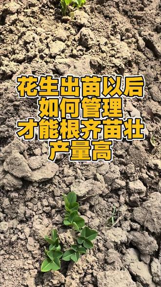 花生出苗后都需要有哪些管理#花生种植 #花生高产管理方法 #花生高产 #花生高产种植