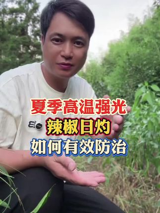 辣椒补钙防晒就用它!#辣椒防晒#辣椒种植管理#辣椒补钙#农用物资