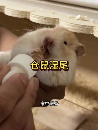 仓鼠湿尾拉稀了怎么办,夏天是仓鼠容易湿尾拉稀的季节,记得给你的鼠鼠提前备一份#金丝熊 #金丝熊日常 #养鼠日常分享 #科学养鼠#侏儒仓鼠