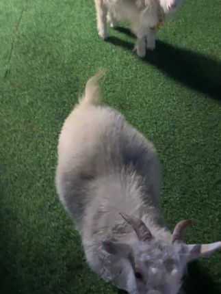 齐夏你也有今天啊😎#十日终焉 #齐夏 #白羊 #十月一