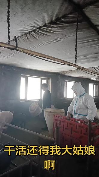 法系高产二元后背母猪#三农养殖 #今天给二元母猪转后背舍,干活这块还得这爷俩默契