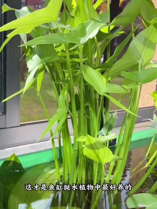 鱼缸挺水植物里的“懒人福音”来了!这货不仅好养到离谱,生长速度更是快得惊人~ 花9块9淘来一堆种球,直接埋进花盆再放进鱼缸,一周就冒出新芽疯狂生长,一个月不到就齐刷刷窜出水面,枝叶舒展超养眼,妥妥成了鱼缸里的“网红颜值担当”。更绝的是它自带净化buff,就算懒到一年不换水,鱼缸照样水清鱼靓!猜猜这省心又能打的挺水植物是什么?#水培植物 #茨菇种球