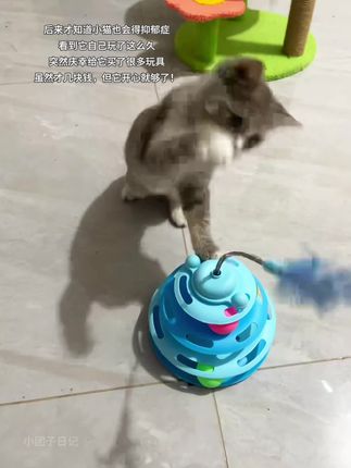 几块钱搞定的快乐,不值吗#宠物玩具 #猫玩具 #养猫的乐趣 #逗猫神器 #宠物vlog