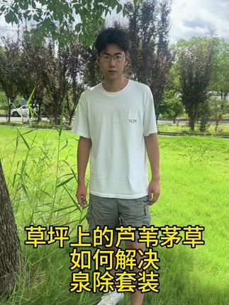 夏季芦苇茅草如何斩草烂根#草坪#杂草#除杂草#绿化#园林养护