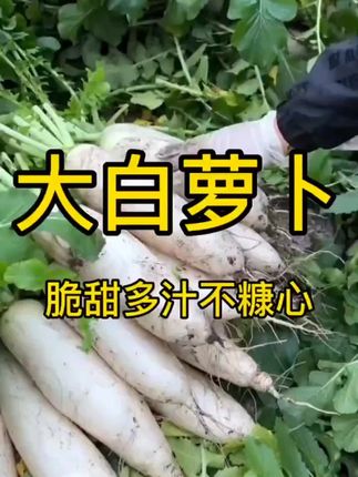 九斤王种子 特大白萝卜种子秋冬播种蔬菜种籽农家菜园耐寒种子