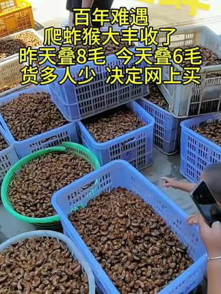 #蝉的家常做法 自然解冻空干水分冷油下锅小火炸#金蝉