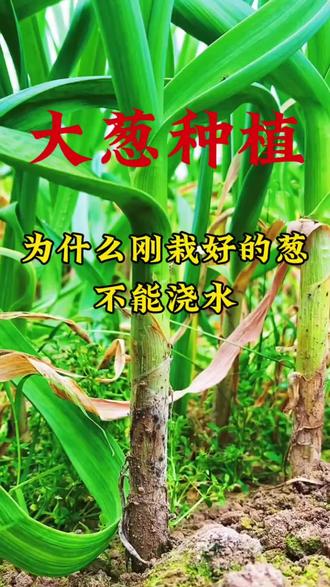 提升大葱的存活率#农业种植#大葱种植#大葱高产#大葱管理