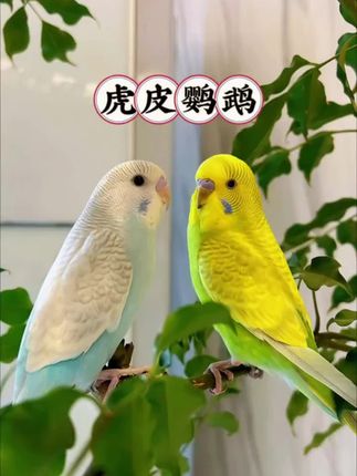 家人们,想拥有巨有趣的萌宠伙伴?会说话的虎皮鹦鹉必须安排!看它们五彩羽毛似彩虹,灵动双眼萌态足,往那一站就十分吸睛。, ,关键是,它们巨会“唠嗑”,经过简单训练,就能模仿人声,跟你唠家常、说趣事,为生活增添无尽欢乐。虎皮鹦鹉小巧可爱,不占空间,饲养难度低。只要准备好食物和水,它就能陪你度过美好时光。别再犹豫,赶紧把这会说话的小精灵带回家,开启欢乐养宠之旅!#萌宠#会说话的鸟 #会说话的鹦鹉#鹦鹉 #虎皮鹦鹉 @DOU+上热门 @抖加🔥上热门🔥dou+🔥热点宝