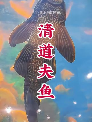 清道夫活体鱼缸垃圾清洁工具鱼除藻鱼中大型热带观赏鱼淡水活鱼 #清道夫 #清洁鱼 #清洁鱼缸 #养鱼日记 #新手养鱼