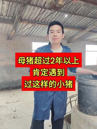 哺乳期小猪都会遇到的一个问题#母猪 #小猪 #养猪 #猪场 #三农