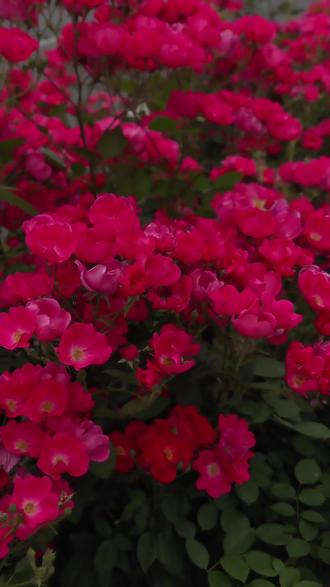 #让明天幸福的关键是赞美今天 #可爱墩儿 #植物摄影的治愈瞬间 #春天的惊喜是鲜花给的 永远保留一双发现美的眼睛🫶不管他人驻足观看与否 它永远会灿烂热烈地盛开 你值得我说的不止是花~#可以看看你拍的花吗