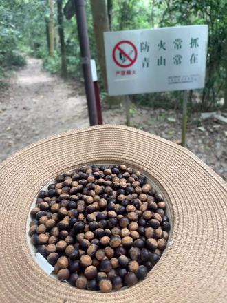 快来凤凰山,捡椎栗超级多,根本捡不完