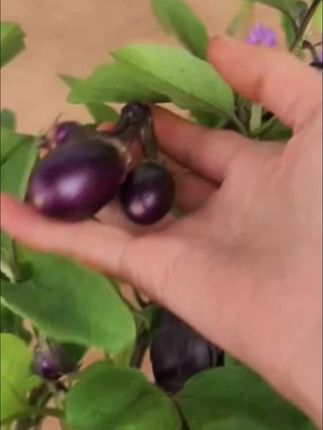 种茄子也能种出乐趣,快来和我一起享受田园生活!#茄子#庭院种植#蔬菜种植@DOU+小助手 #优质种苗