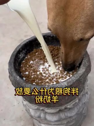拌狗粮的时候为什么要放羊奶粉#养狗经验分享 #新手养狗 #幼犬 #狗狗用品 #喂狗