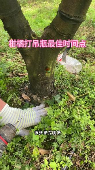 打矿泉水瓶最佳时间点#上热门 #柑橘管理 #果树种植管理 #柑橘黄龙病 #柑橘黄龙黄化防治