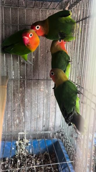 我的牡丹鹦鹉终于长大了