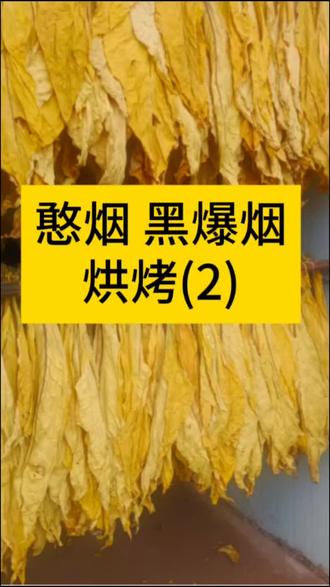 烟草烘烤#烟草#烟草烘烤#烤烟烘烤#烟草种植#烤烟