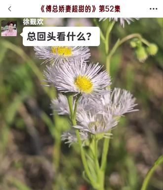 叶笙歌又爆马甲#傅总娇妻超甜的 #小说推荐 #情感故事