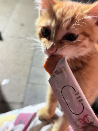 路斯鸽血主食猫条,鲜鸡肉加全脂羊乳,加整支鸽子血,营养丰富,幼猫成猫都能吃,活动价两包99,再送试吃,将近130支猫条,上市公司,高品质低价位,放心拍