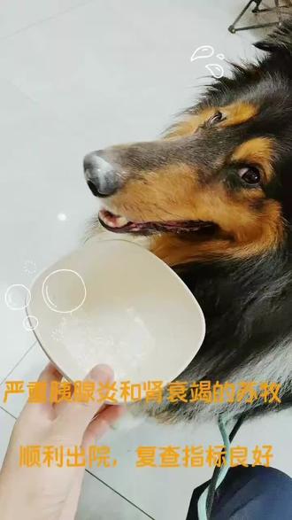 一例犬严重胰腺炎和肾衰竭的诊治
谢医生的日夜守护,在这场同疾病的较量中,取得到了不错的结果
泰安动物医院,配备有专业的医疗团队,为毛孩子的健康保驾护航#宠物生病 #宠物趣事