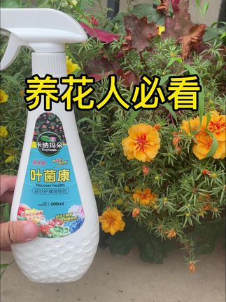 #园艺 #爱生活爱养花 #养花小知识 #盆栽 #花卉绿植