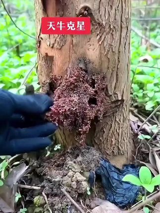 #天牛幼虫 #天牛克星 #天牛 #树心虫 #三农种植