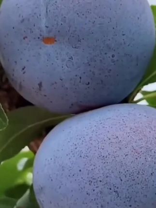 黑霸王李子树苗 南北方都可种 #李子 #阳台小院均可种植 #优质种苗 #抖音助农