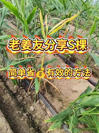 老姜农分享S棵,简单省钱有效的方法#大姜死棵 #大姜黄苗 #生姜死棵 #生姜种植 #种姜技术