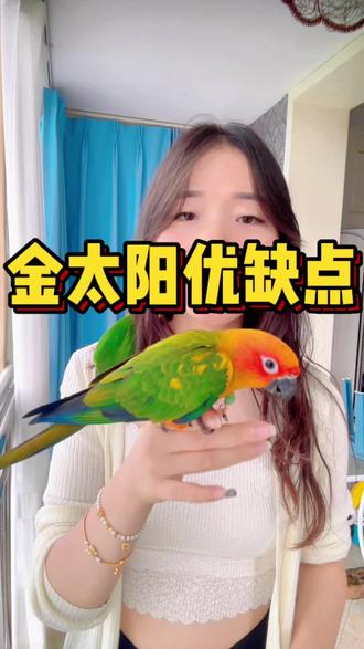 一条视频让你了解金太阳的优点和缺点……评论区晒出你们的宝宝吧#鹦鹉 #鹦鹉鹦鹉萌萌哒逗鹦鹉 #手养鹦鹉 #金太阳鹦鹉 #萌宠出道计划