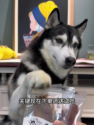 猫咪狗狗非常好的内脏补充就是牛肝片,香香脆脆可以说是猫咪狗狗天然的诱食剂#宠物零食 #狗零食 #狗狗