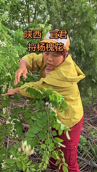 又到了一年吃杨槐花的季节,城里人还要花钱去买,我们这里山区,漫山遍野到处都是,而且免费的,谁要赶紧来!#杨槐花#采摘 #现场实拍#吃杨槐花的季节 #山区