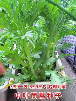 中叶茼蒿种子皇帝菜种子春播秋播四季蔬菜种子茼蒿菜籽阳台盆栽#中叶茼蒿种子#皇帝菜种子#四季蔬菜#茼蒿菜籽#阳台盆栽种子