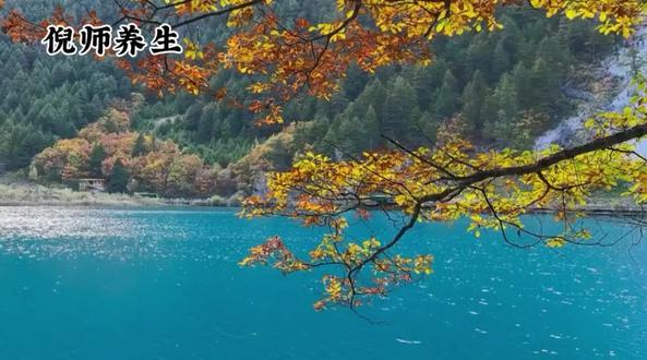 喝对陈皮,脾胃好痰湿消#倪海厦老师讲中医